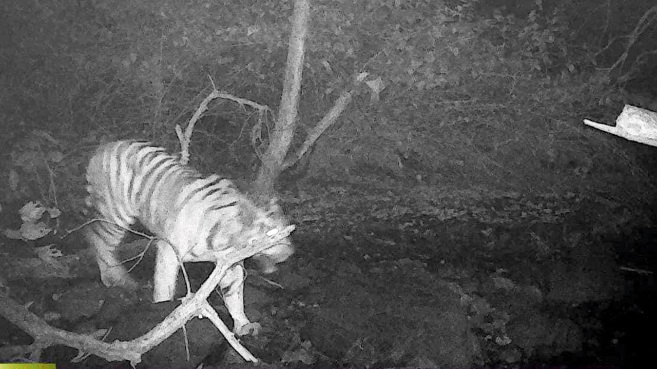 Tiger Walker 2 makes the Gautala sanctuary its home