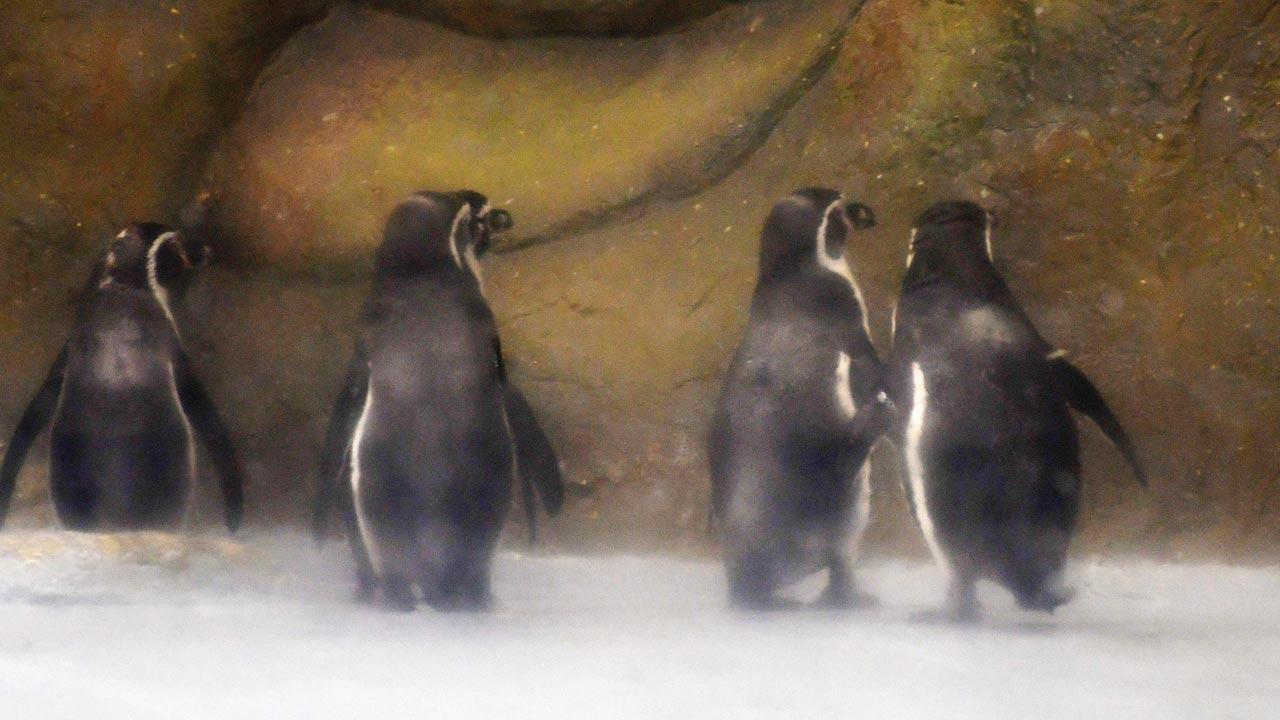 Mumbai's Byculla zoo is set to reopen on November 1