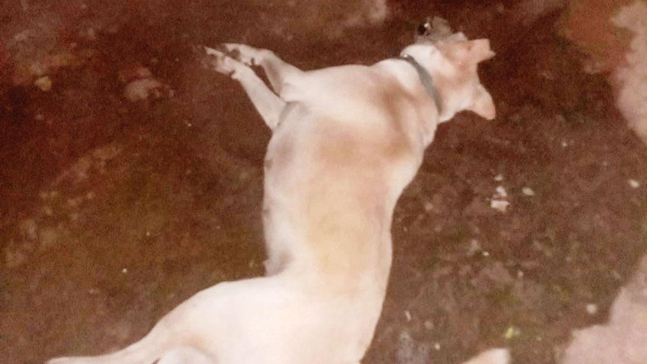 22 stray dogs poisoned in Ratnagiri