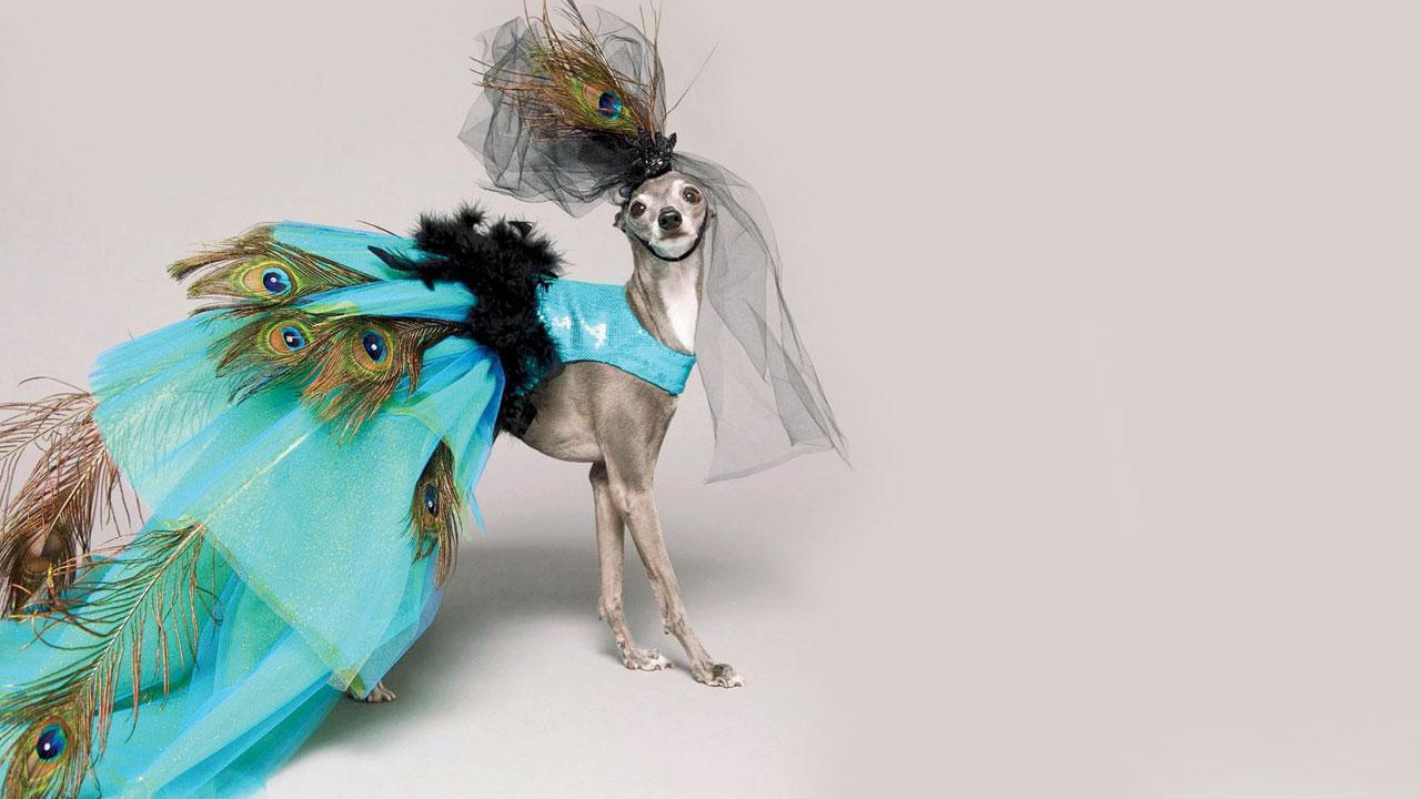 Doggie knows to cat walk