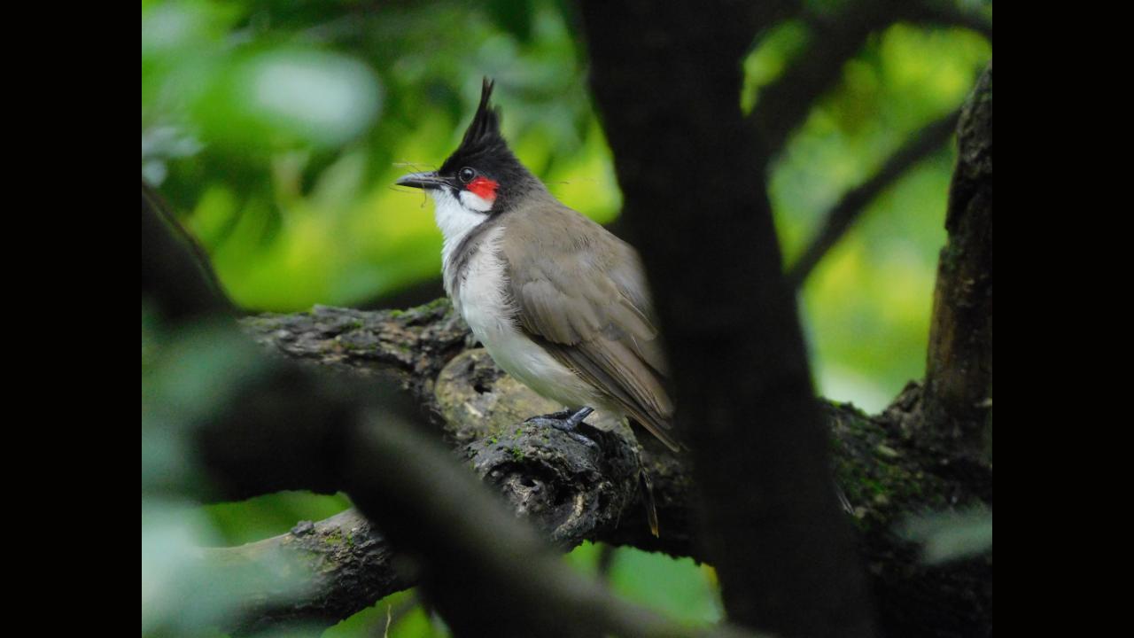 Cooing and Cawing: Mumbai duo create a local online repository for bird calls