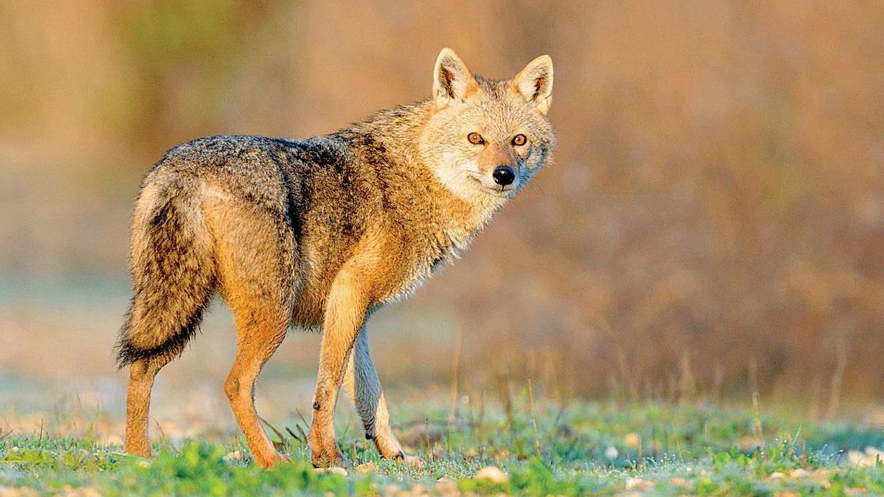 Mumbai: Forest dept plans study to know elusive golden jackals better