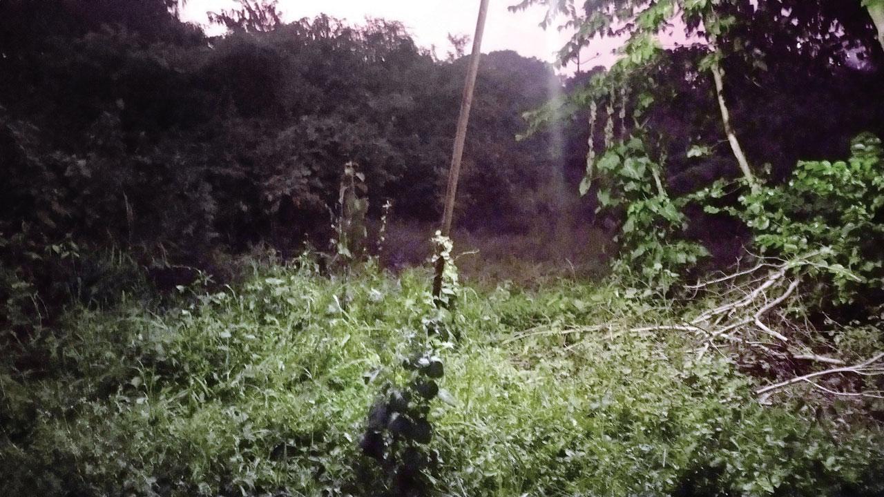 The trail behind Chhota Kashmir where the mock charge took place