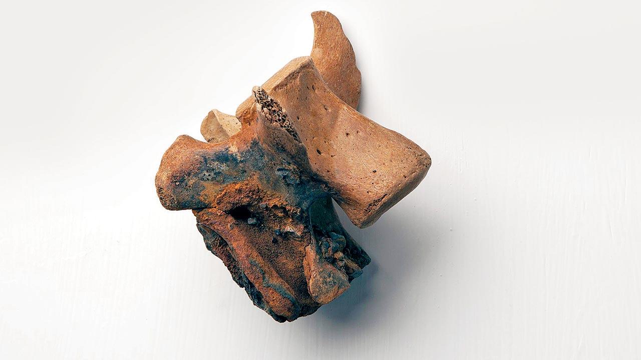 This vertebra from an unknown pinniped (seals, fur seals, sea lions, or walruses) was contributed by Jesus Landin-Torrez III from Kivalina, Alaska. Kivalina is a Native Iñupiat village which sits on a barrier reef between the Chukchi Sea and the Kivalina River. It has already seen severe erosion and evacuations caused by sea level rise, the loss of sea-ice, melting permafrost and storm surge flooding. Predicted to be inundated by 2025, Kivalina has been fighting for relocation funding and in the courts against greenhouse gas polluters including ExxonMobil. Pics/Mary Lou Saxon/Courtesy The Archive