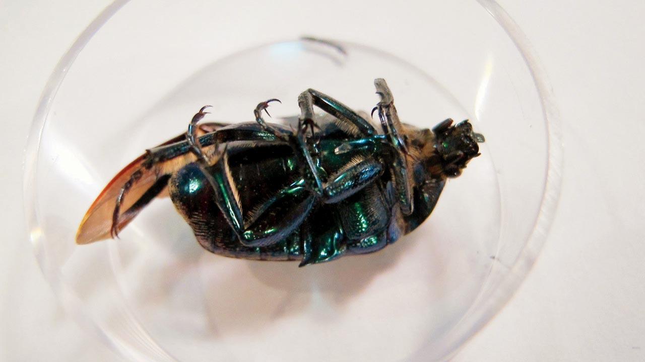 This beautiful nectar-feeding scarab beetle may be extending its range north, according to Linda Franklin, who submitted it to the California Collection. She said , “As a citizen scientist, I wanted to share my findings with the public and draw attention to climate change. Is the expansion of the fig beetle proof of global warming? I don’t know, but it gives me pause. It is proof that as California entered its 9th and 10th year of drought that the habitat was more conducive for this beetle.”