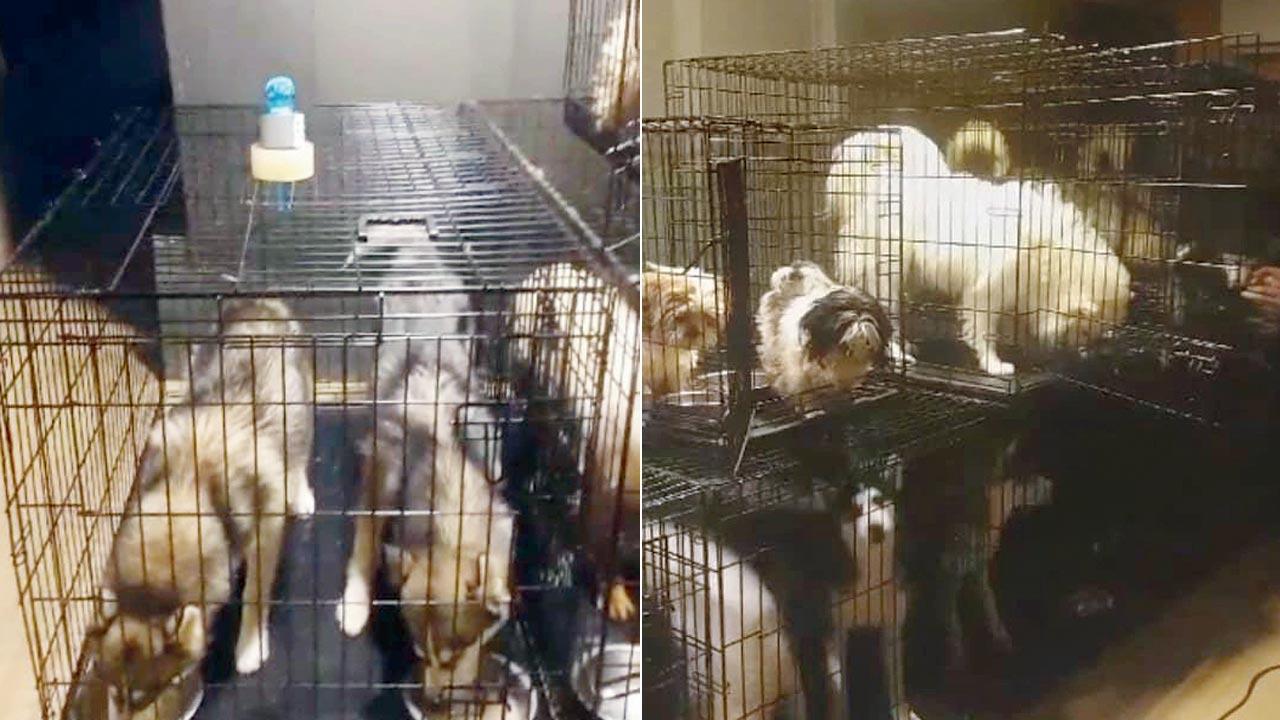 Pedigree breeds caged and beaten at Bandra dog cafe'