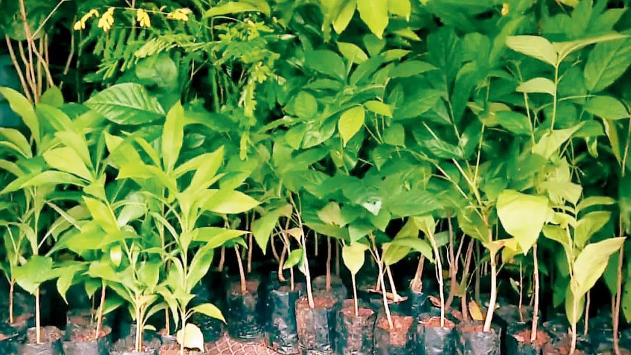 Mumbai adopts Miyawaki method; to create mini forests in different gardens