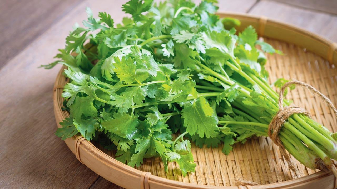 Mumbai: Rain hits coriander production, prices soar