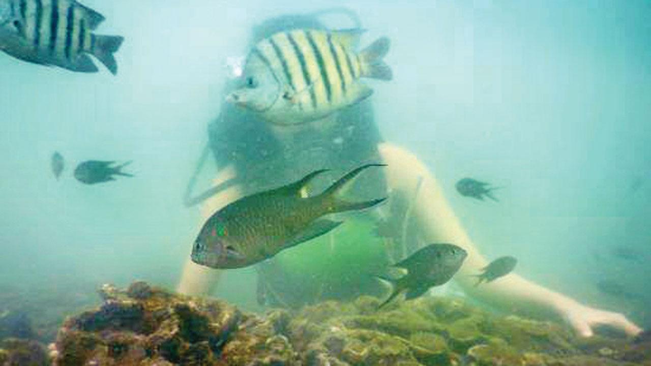 Coral reefs at the bottom of the Arabian Sea off Tarkarli