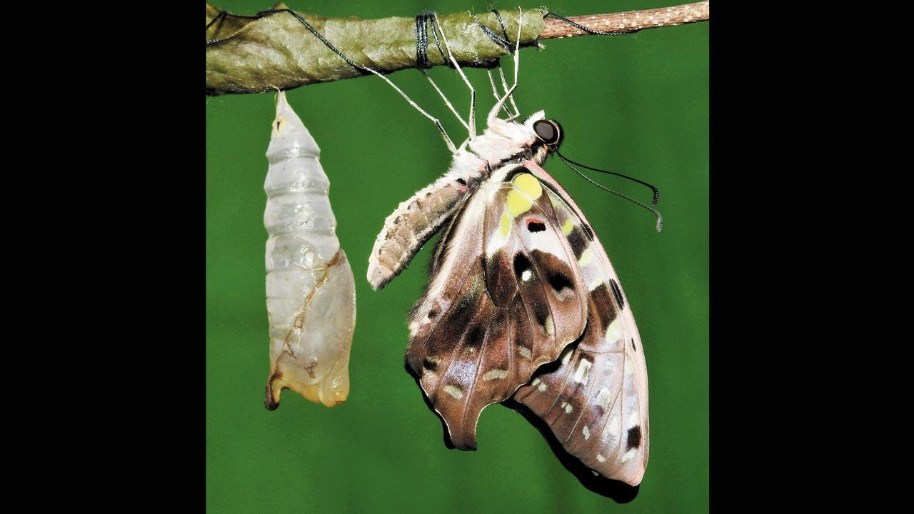 The butterfly effect
