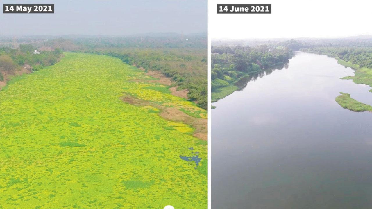 Ulhas river before and after spraying of the chemical.  PIC/Ulhas River Jalparni Mukta Abhiyaan 2021