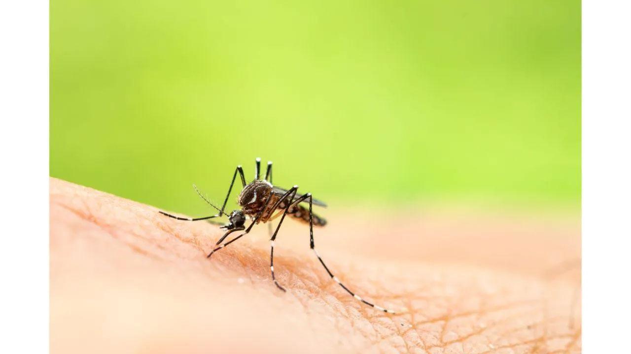 3 more Zika virus cases found in Uttar Pradesh's Kanpur