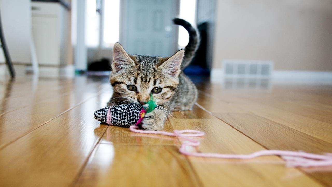 Go away, human: How most cats kept social distance from their owners in lockdown