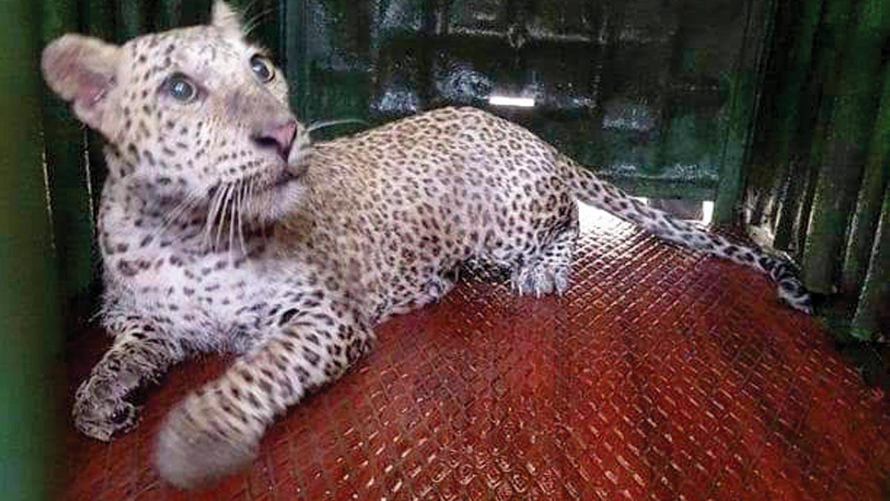 Mumbai: Trapped leopard is sibling of one attacking residents in Aarey Colony