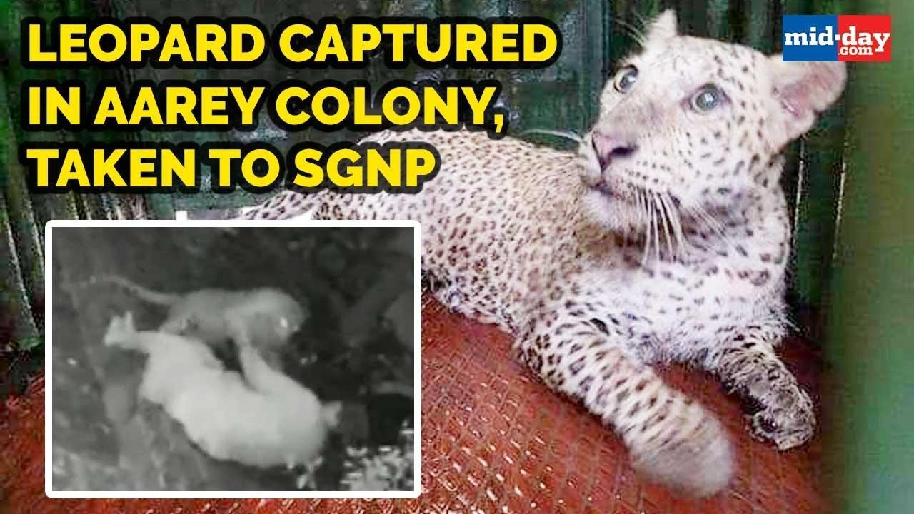 Leopard captured in Aarey Colony, taken to Sanjay Gandhi National Park