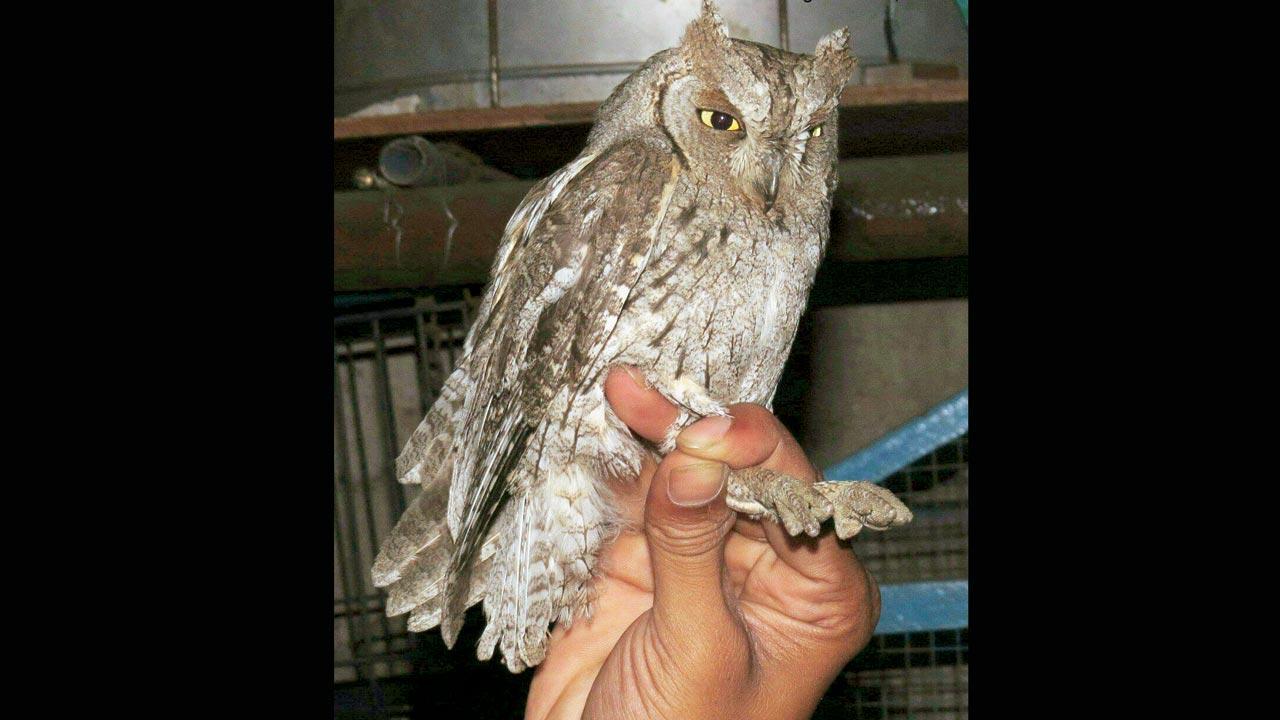 Eurasian scops owl seen in Mumbai after 90 years: Research paper