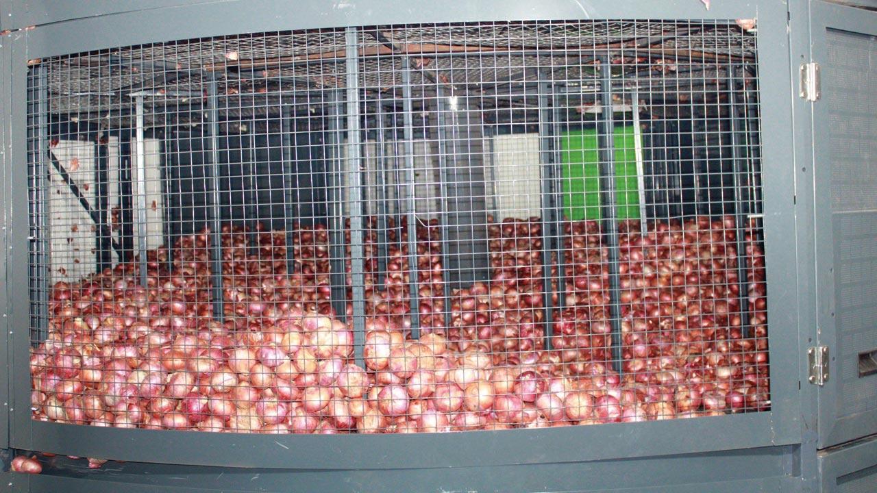 The modified storage design is sturdier. It isolates the onions from external climatic onslaught, and removes unwanted gases, reducing losses up to 10 to 15 per cent during crucial storage months