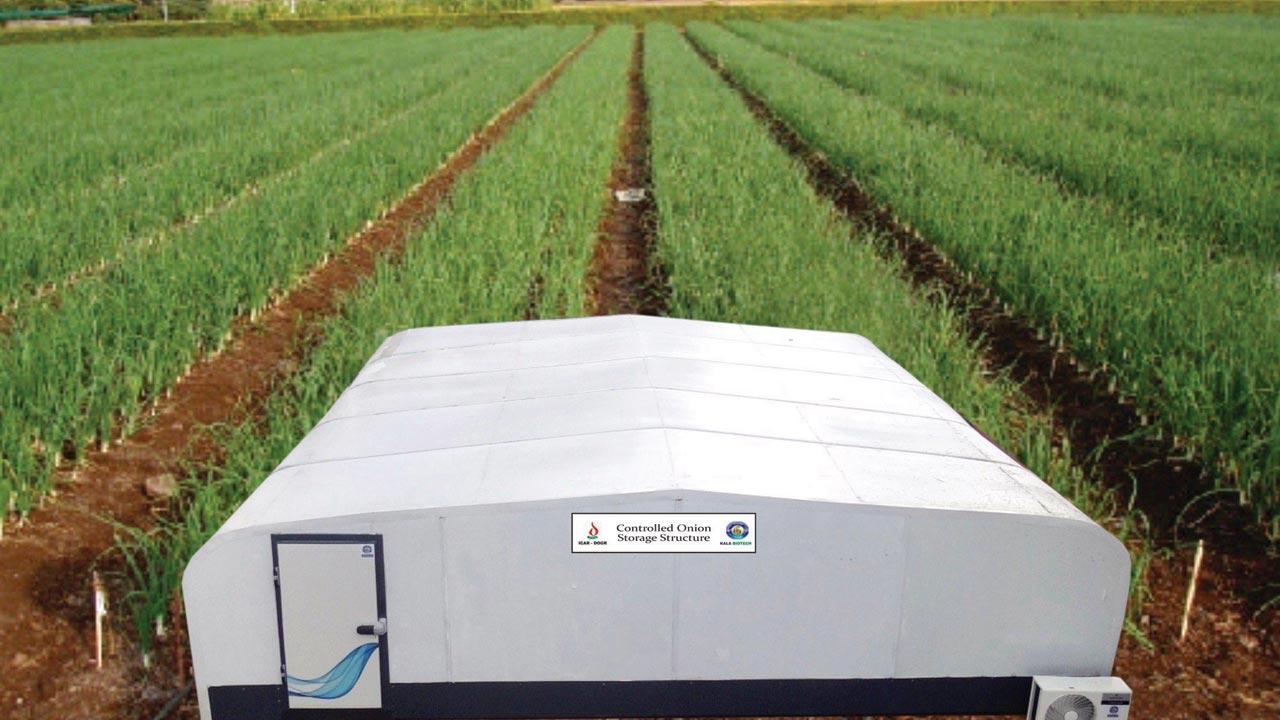 The modified storage design is sturdier. It isolates the onions from external climatic onslaught, and removes unwanted gases, reducing losses up to 10 to 15 per cent during crucial storage months