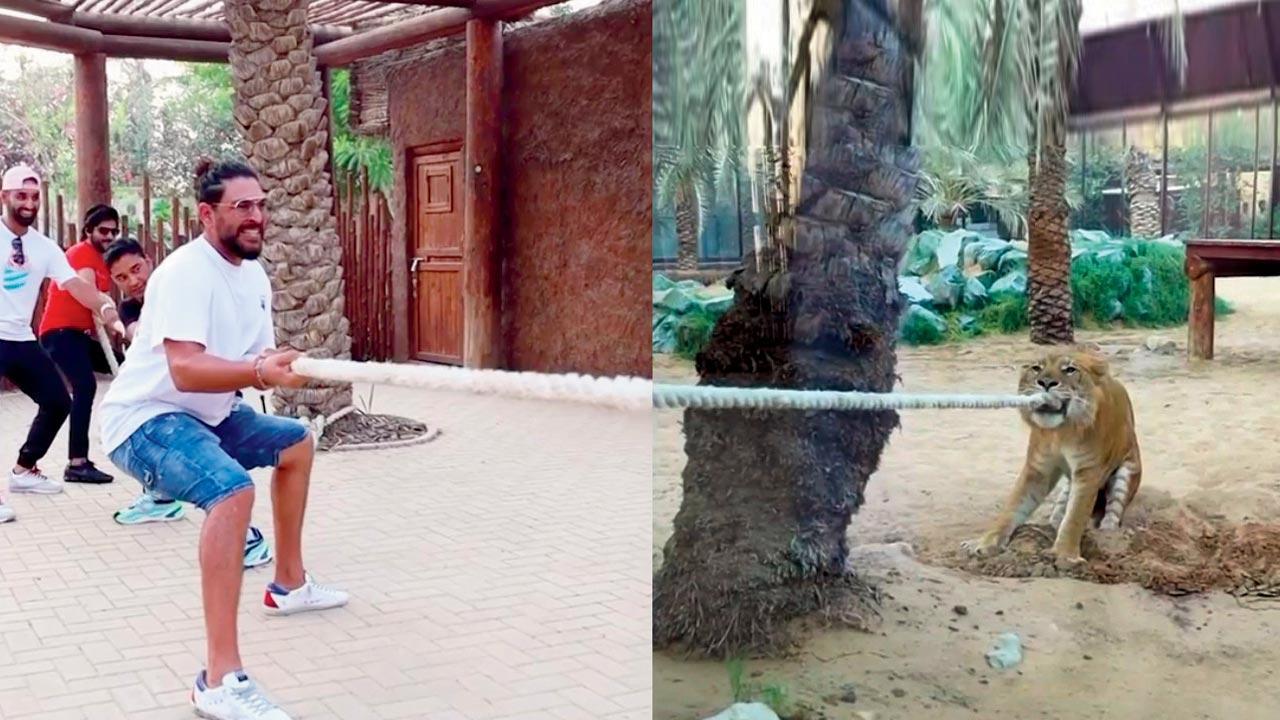 Yuvraj Singh-Liger tug of war video goes viral