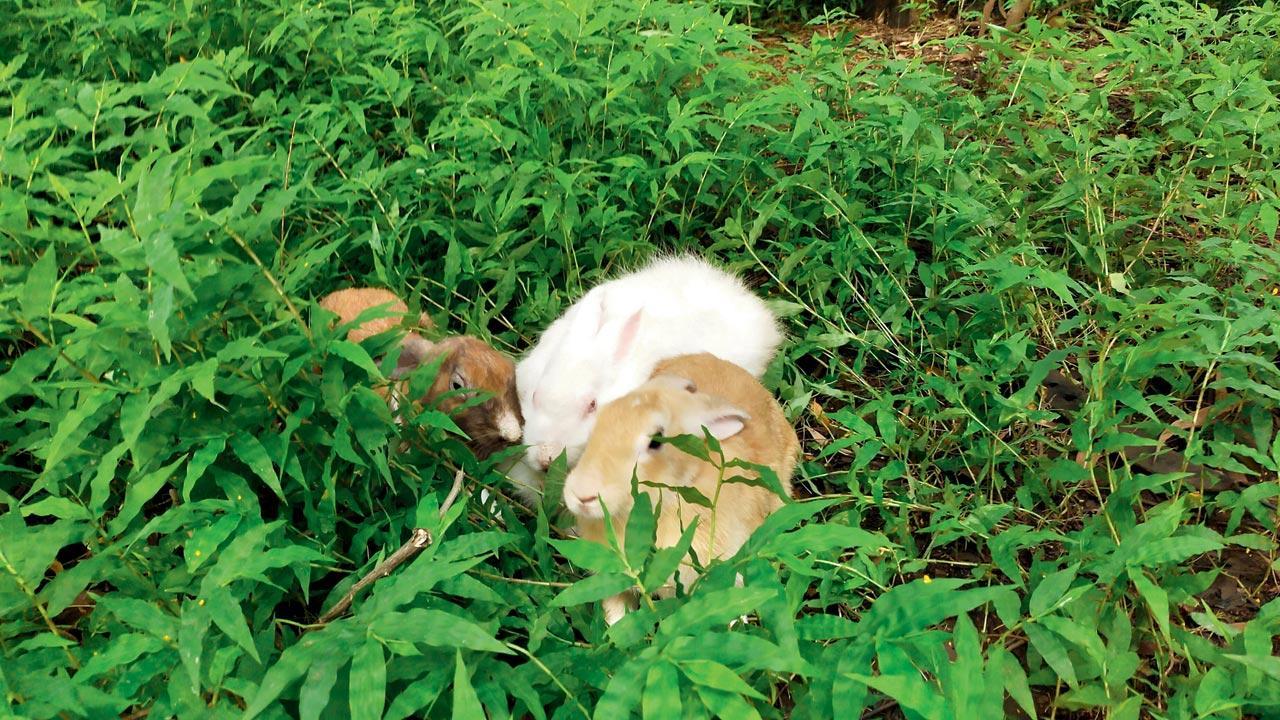 Mumbai: Aarey Colony becomes dumping ground for pets