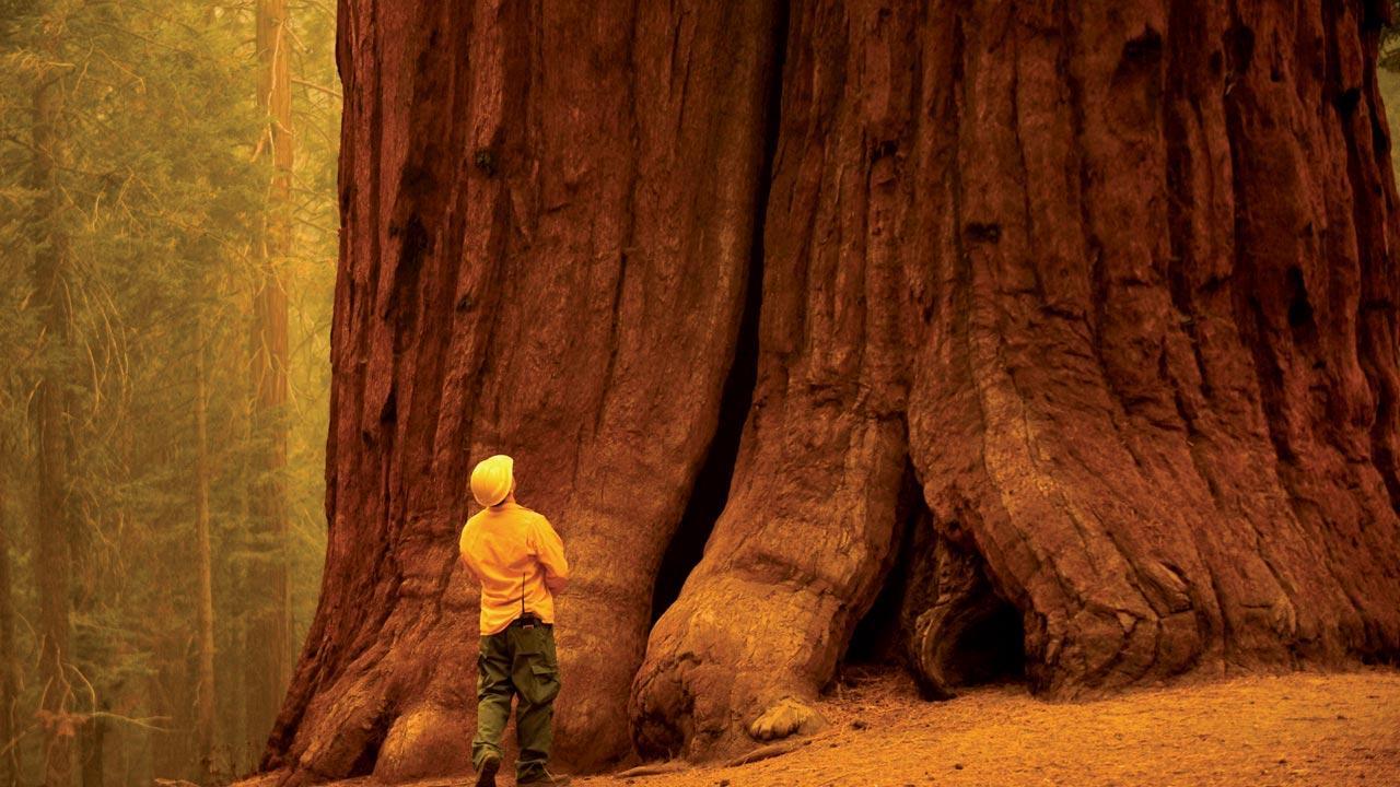 California governor approves USD 1 billion to stop wildfires