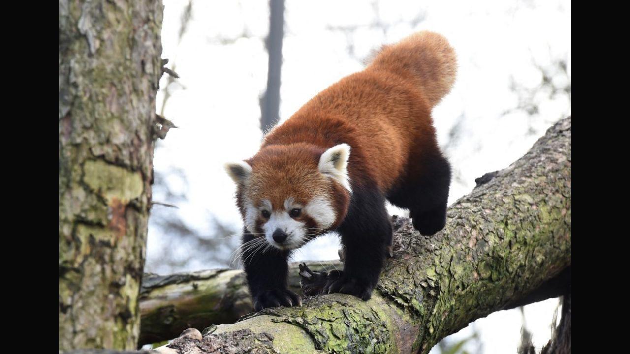 IN PHOTOS: Why protecting red pandas matter on World Wildlife Day 2023