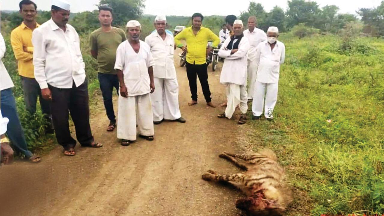 Pune: Hyena found dead after attacking man