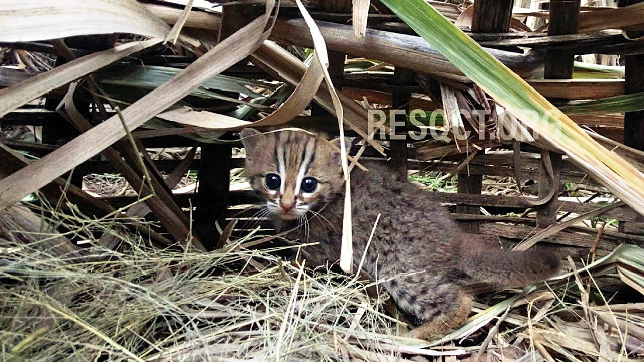 Rusty-spotted kittens reunited with mother after two days