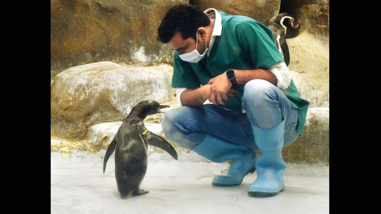 Penguin party expands with the birth of two chicks at Byculla zoo