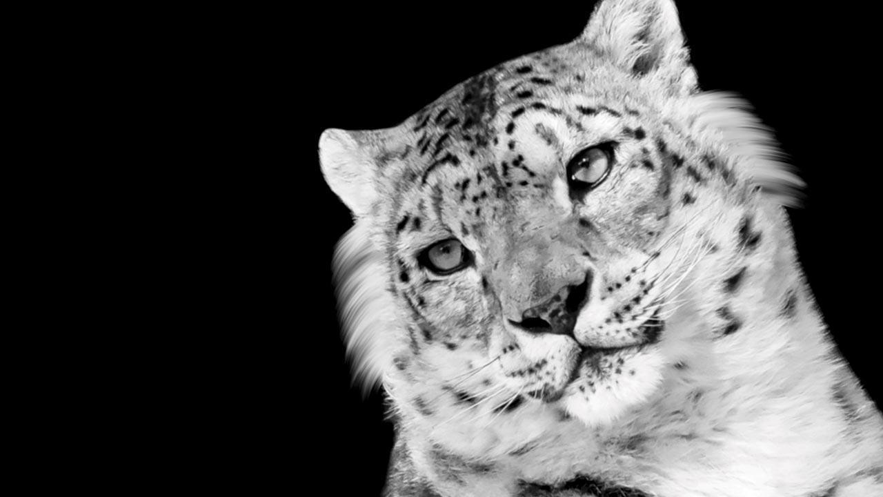 Snow leopard is new state animal of Ladakh