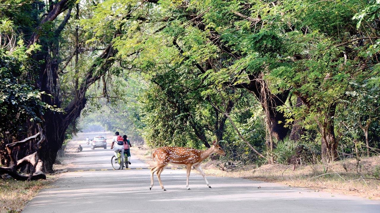Mumbai: Tender for twin tunnels under Sanjay Gandhi National Park gets 15th time lucky