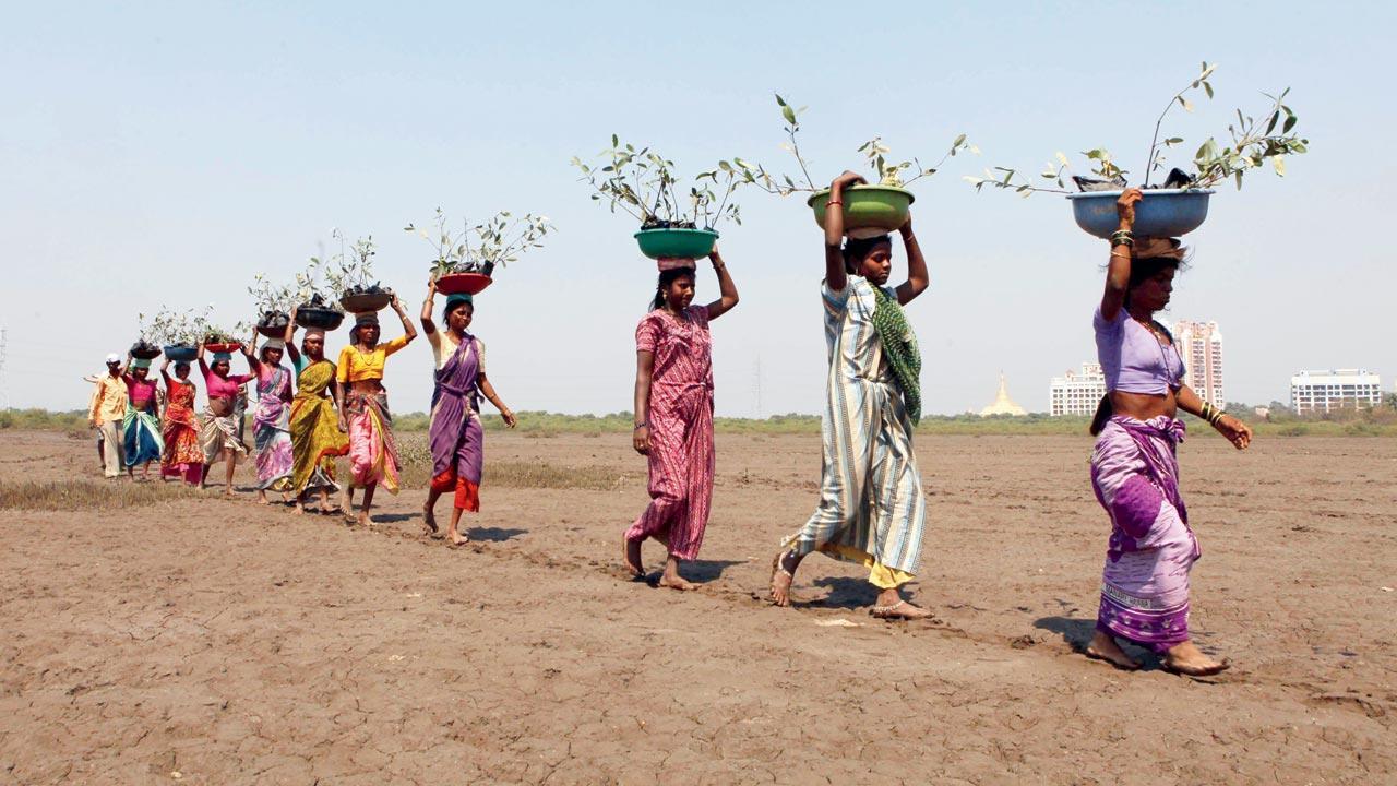 ‘Tree planting not same as forest restoration’
