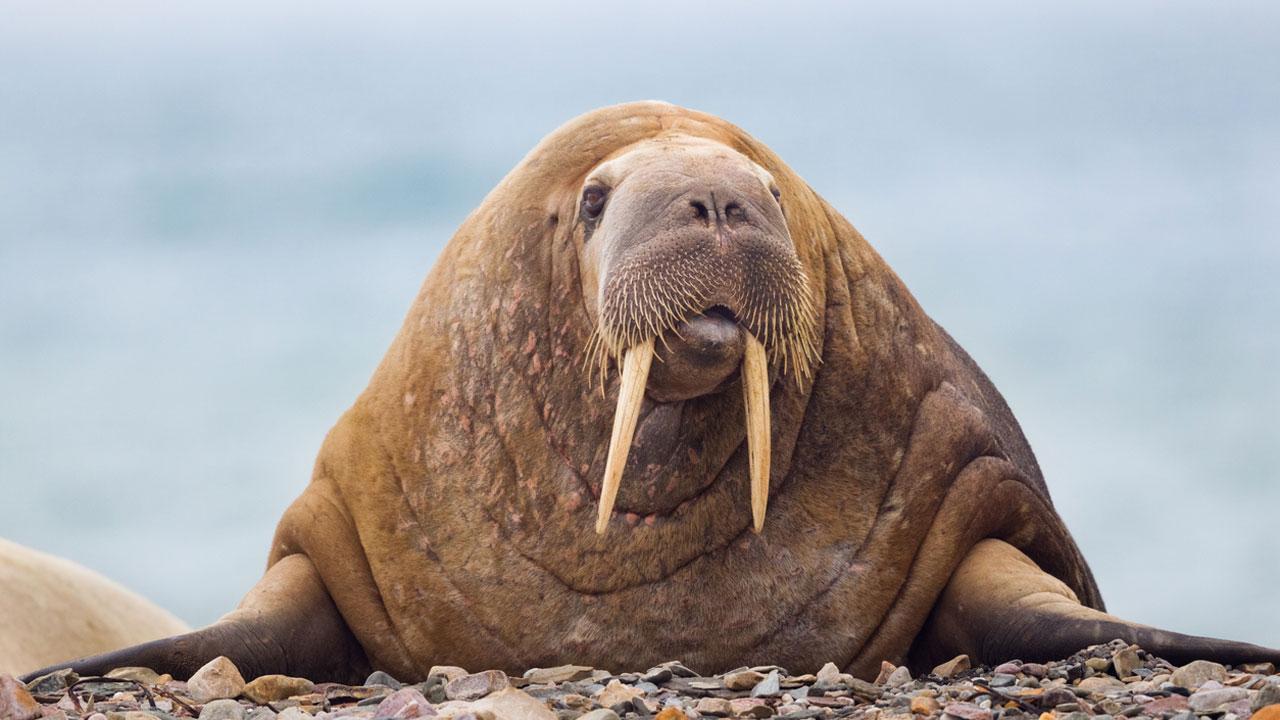 Maharashtra: Rare Atlantic walrus tusk seized in Ratnagiri, probe launched