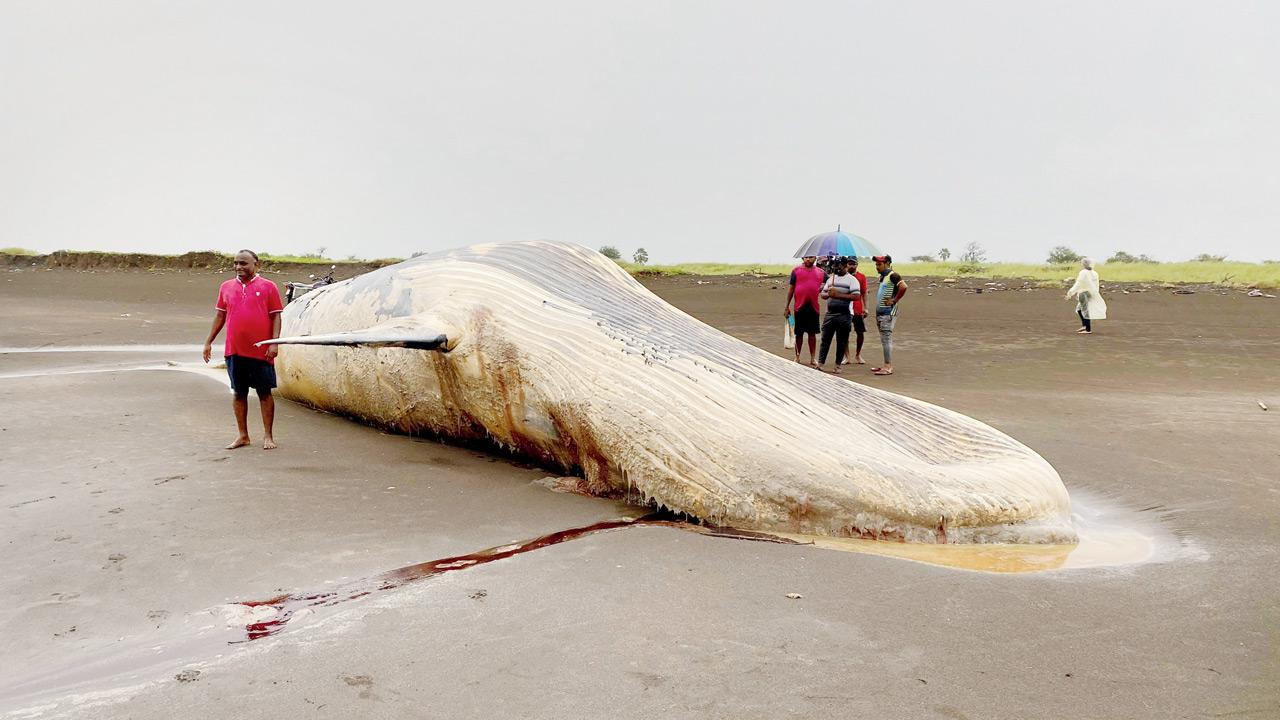 Maharashtra: 40-feet-long whale carcass washed ashore in Palghar