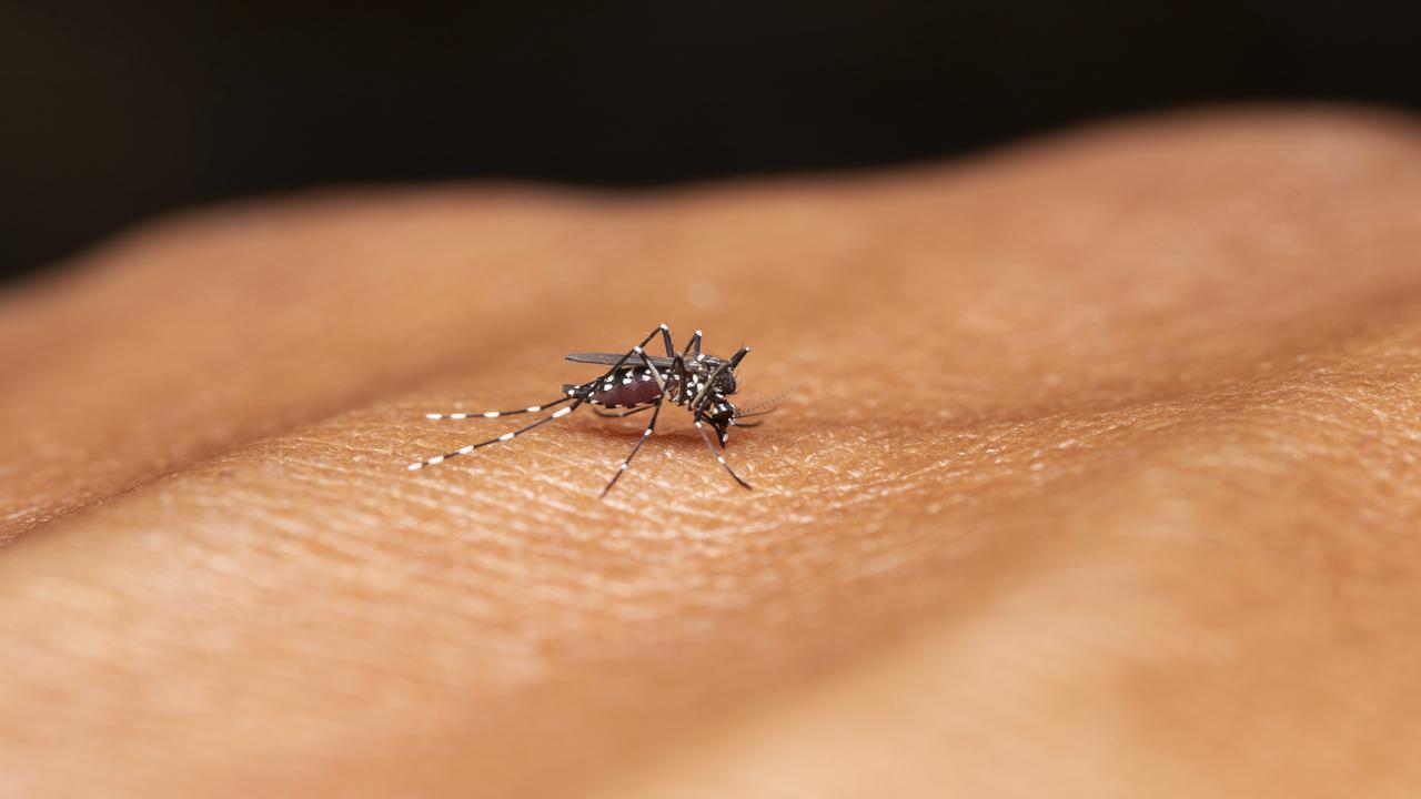 Sugar feeding may block mosquitos' ability to spread Zika, dengue, chikungunya