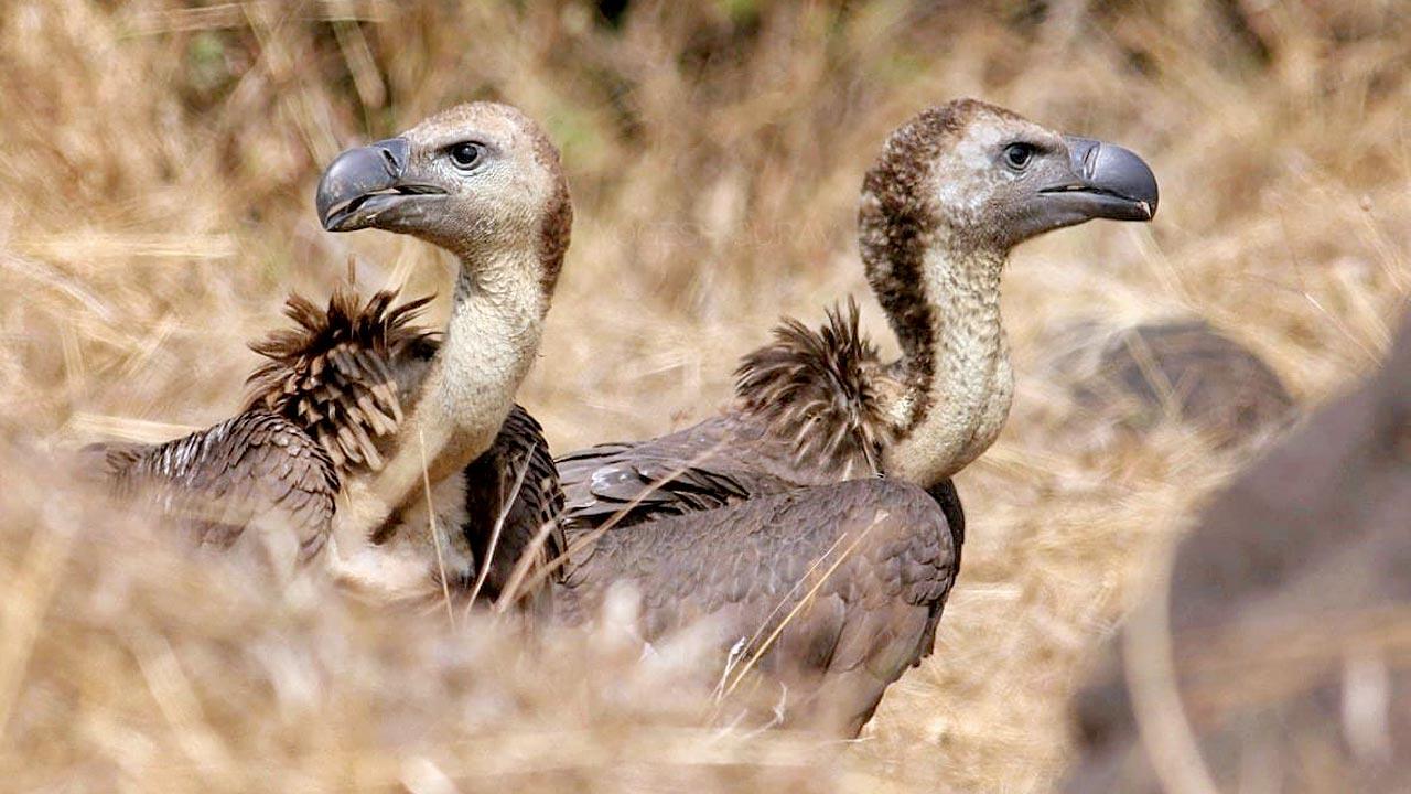 Two of the rescued white-backed vulture chicks. Pic/Yogesh Gurav