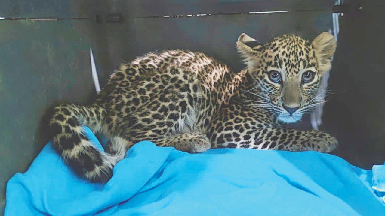 The cub that had got separated