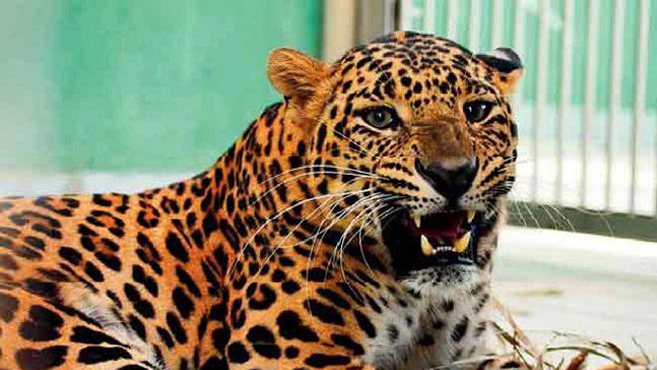 Watch Video: It's 'battle of the felines' as leopard and cat face-off in a well