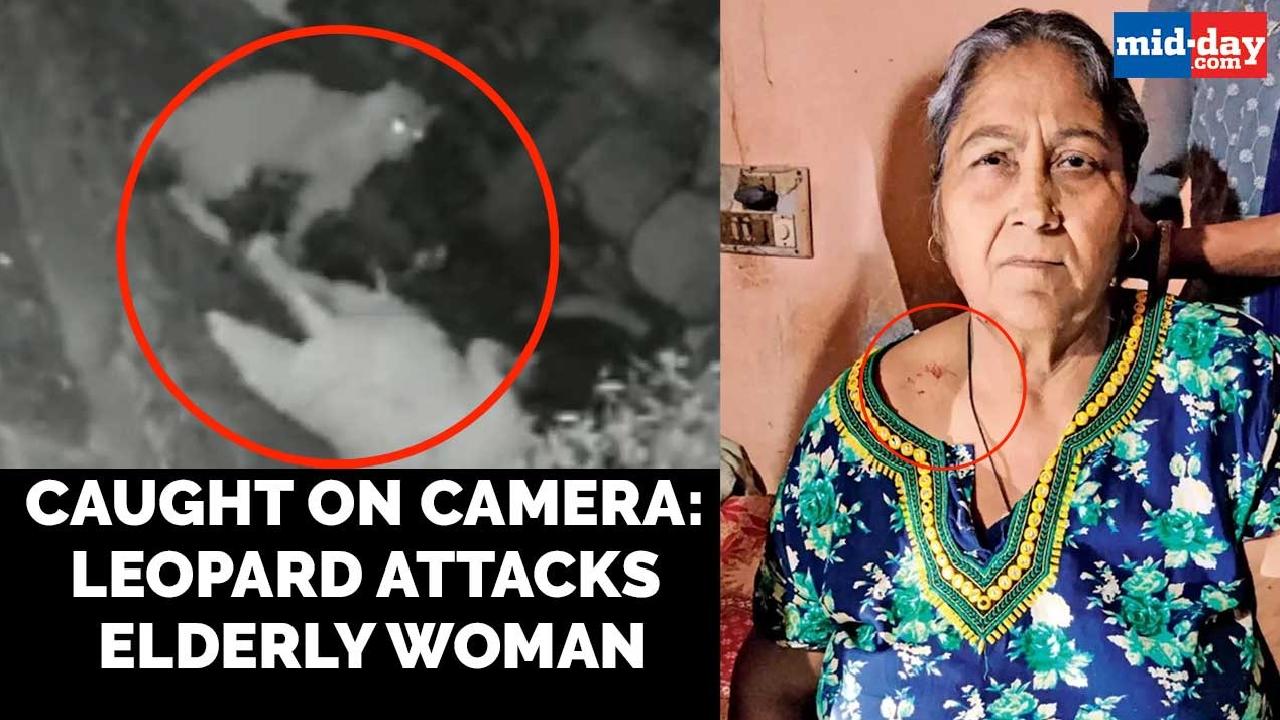 Caught on camera: Leopard attacks elderly woman in Mumbai