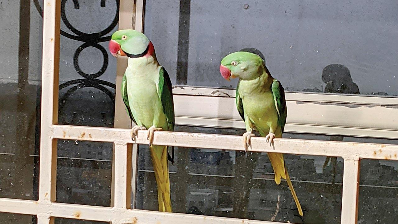 WFH friends