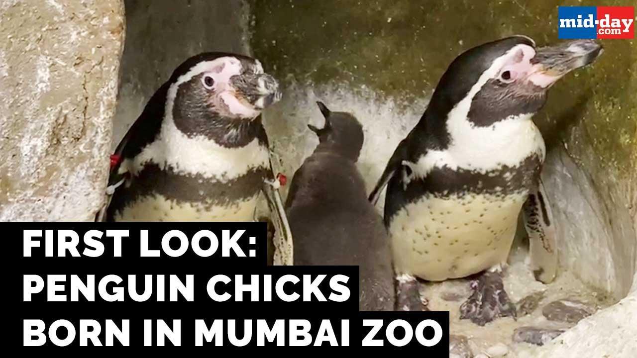 First look: Penguin chicks born in Mumbai zoo