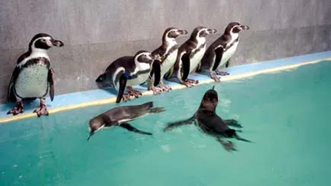 Why spend so much on penguins again? Congress criticises BMC