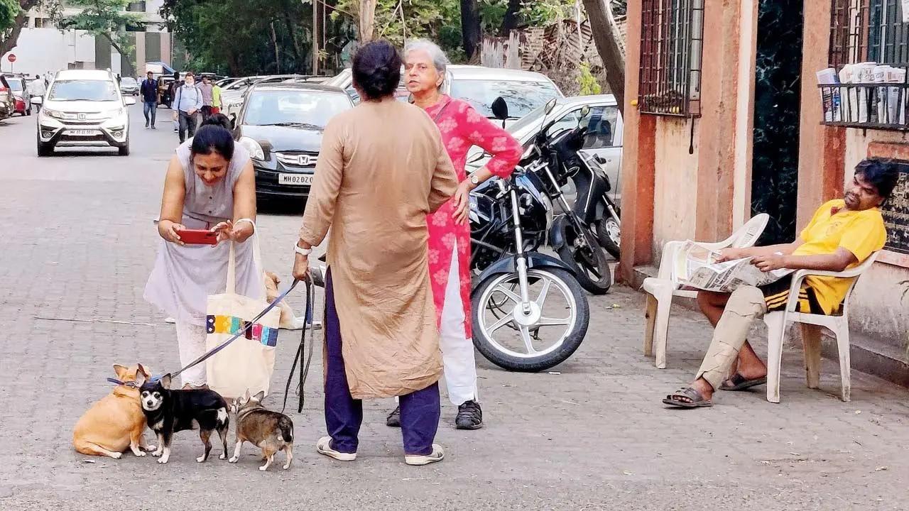 Paws for the camera: A woman coaxes some uninterested pets to pose for her camera on a walk in Bandra. Pic/Nimesh Dave