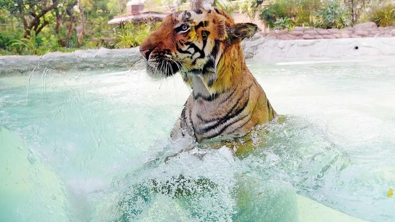 The really cool cat: As mercury levels rise, Shakti, the tiger, cools it off with a swim in a pond at Byculla’s Veer Mata Jijabai Bhosale Udyan and Zoo. Pic/Pradeep Dhivar