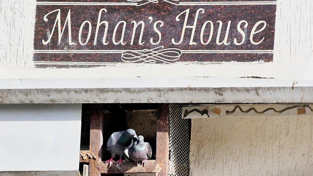 Coo-chi-cooing in Mohan's den: Two pigeons nestle under the nameplate of a building on Bhulabhai Desai Marg in Cumballa Hill. Pic/Shadab Khan