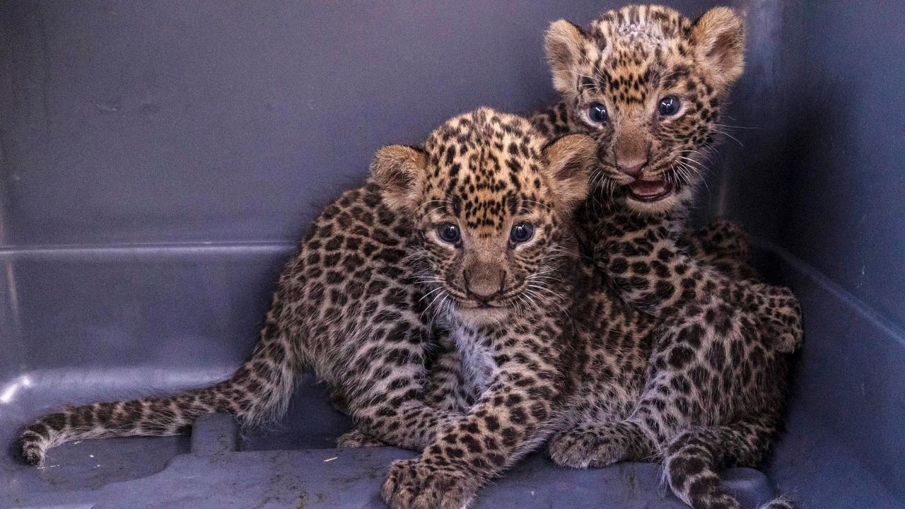 Forest department rescued four leopard cubs in Maharashtra