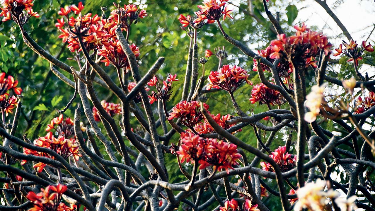 BPT botanical garden. Pic/Bipin Kokate