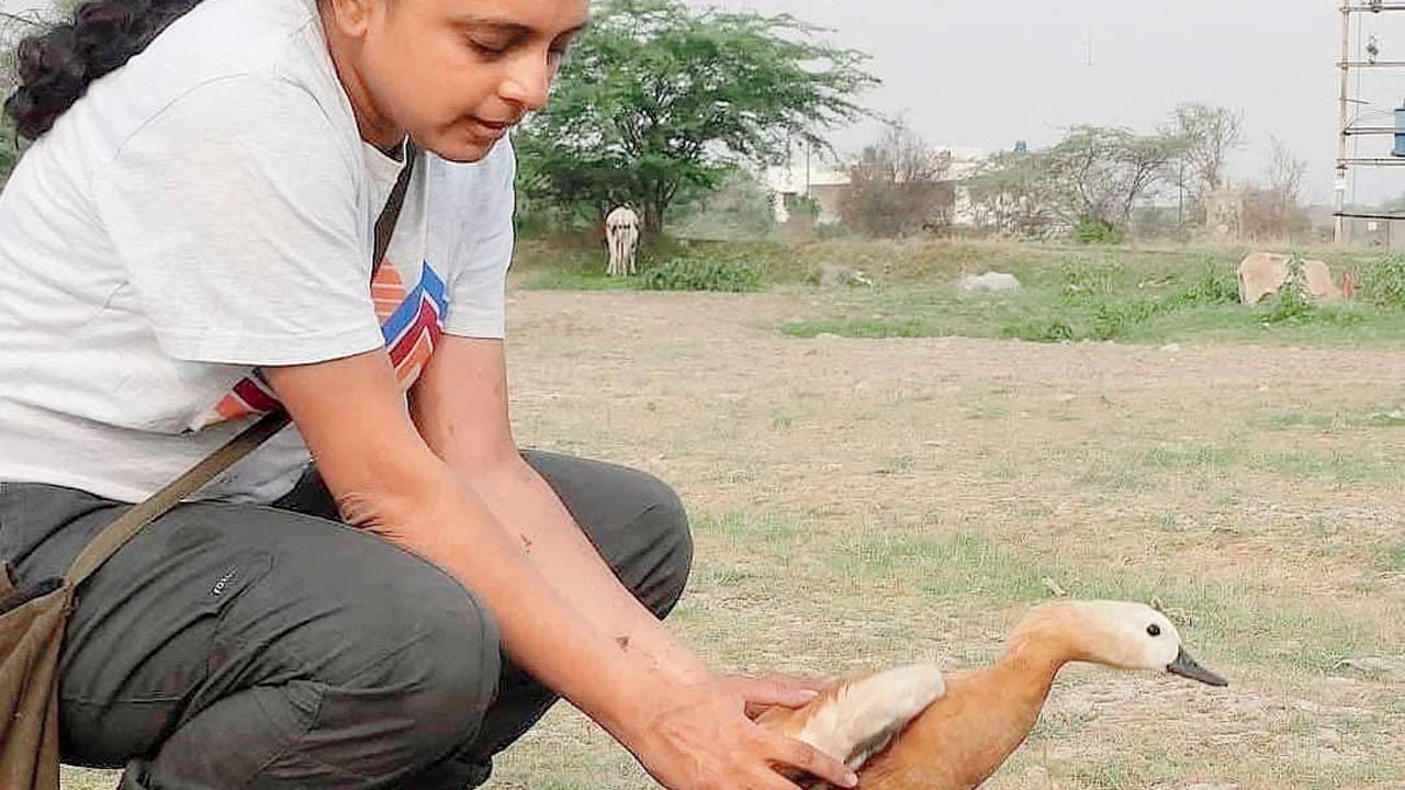 A volunteer tags a Brahminy shelduck