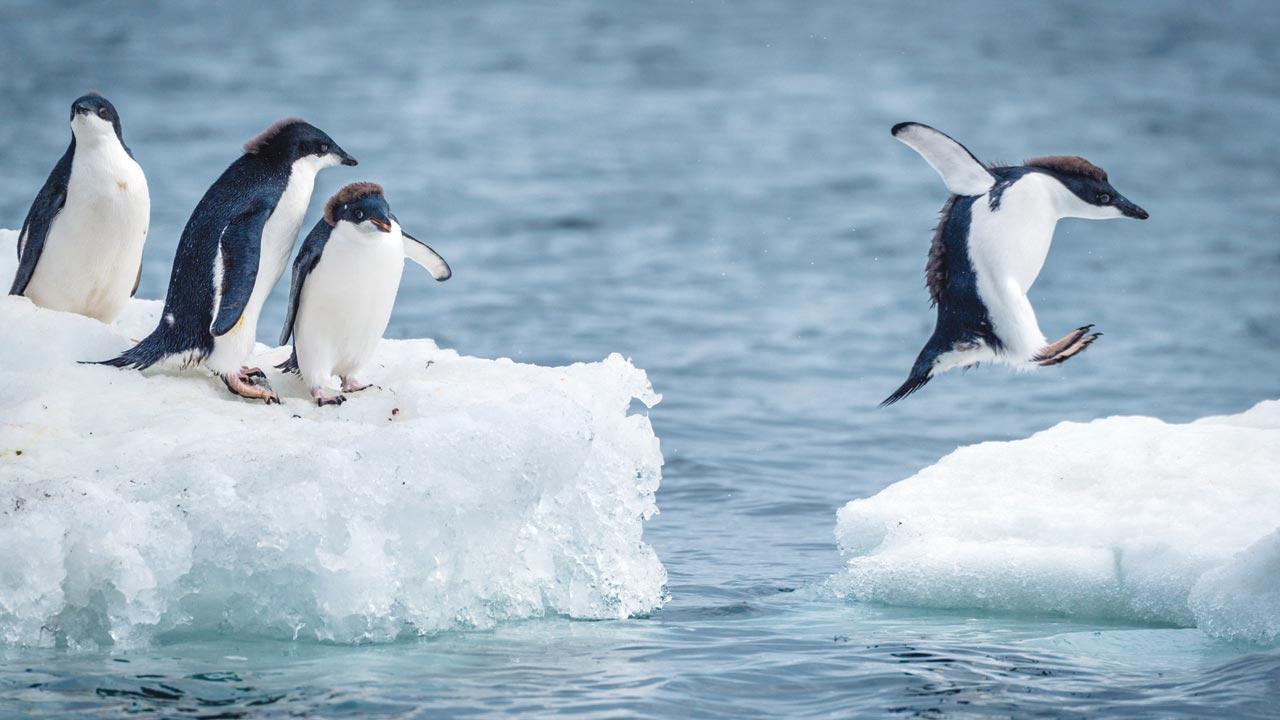 Cheering for the penguins