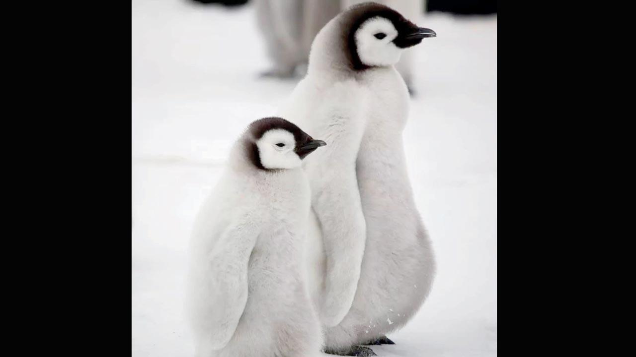 A still from Penguin Town